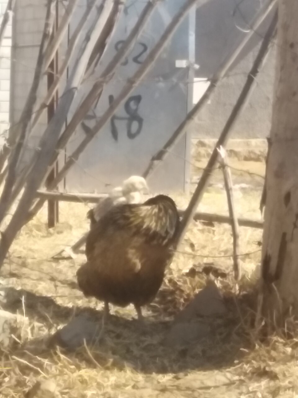 Poule Goliath et ses poussins
