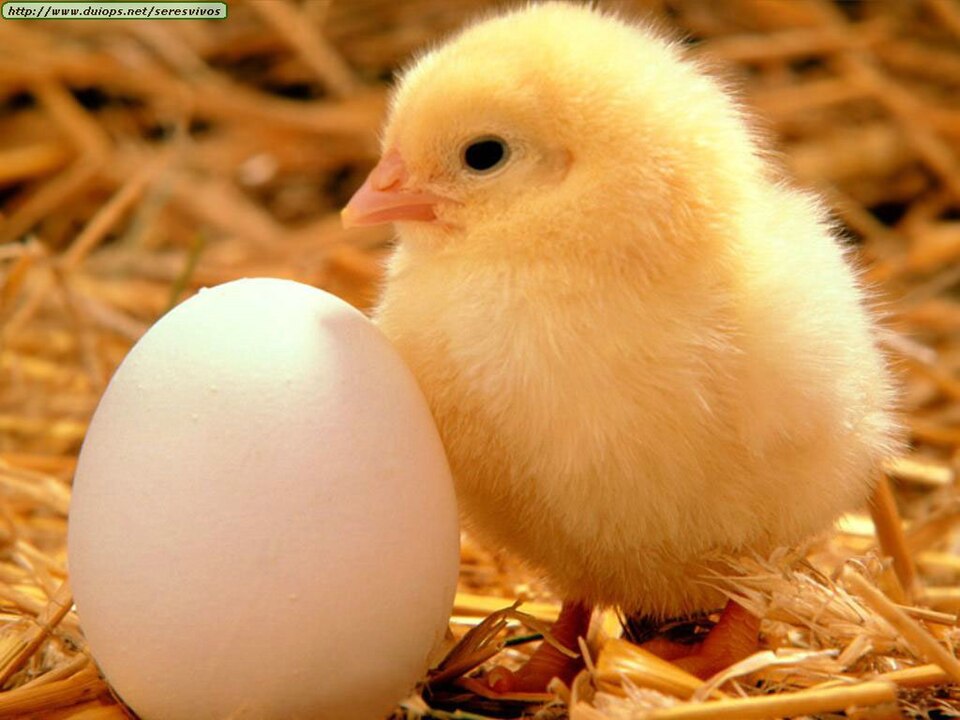 Jeune poulette